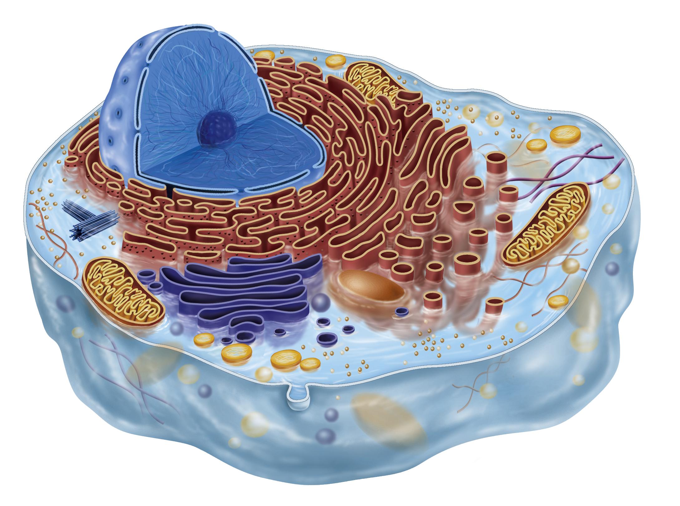 BIOLOGIA CELULAR - Turma A
