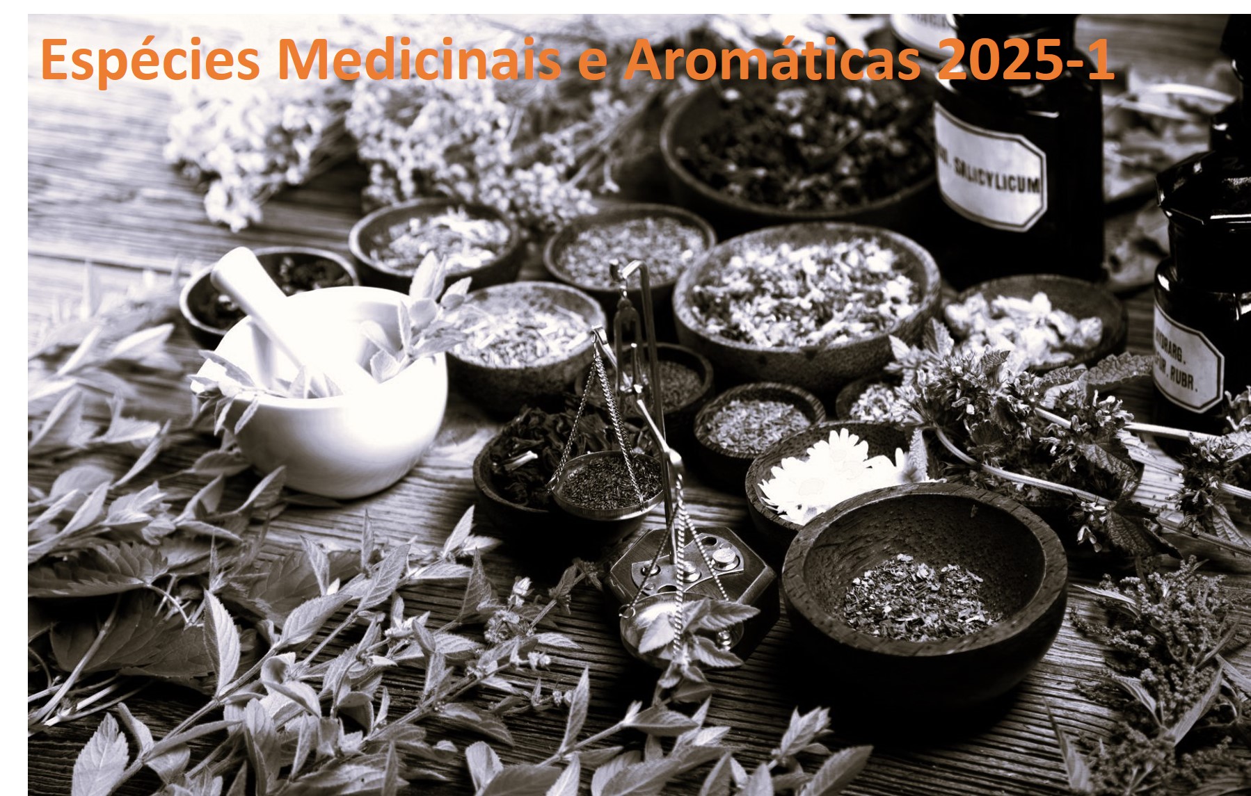 FITOTECNIA VI - ESPÉCIES MEDICINAIS E AROMÁTICAS - Turma A
