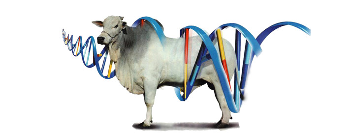 Métodos de melhoramento genético animal 